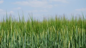 Barley field Jul13